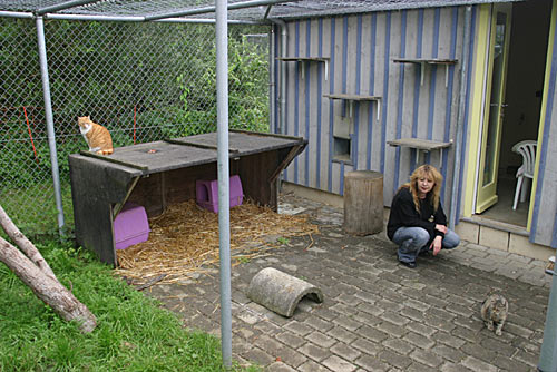 Haus für erwachsene, vermittelbare Katzen