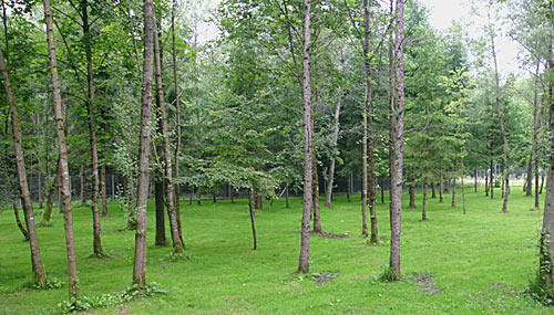 Großes Hundefreigehege