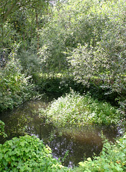 Teich